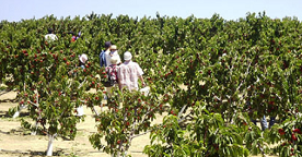 Windy Ridge Cherries